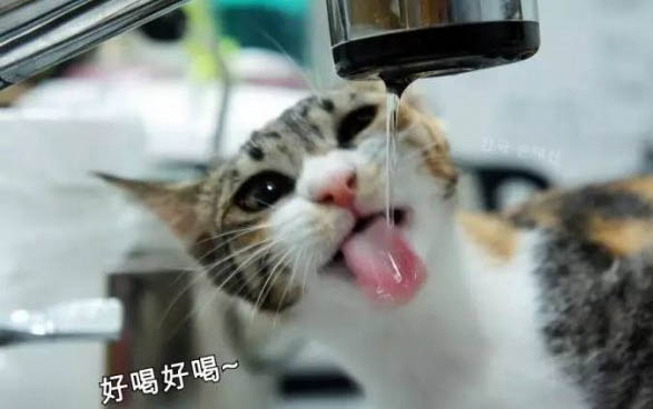 貓咪吃多了吐怎么辦?