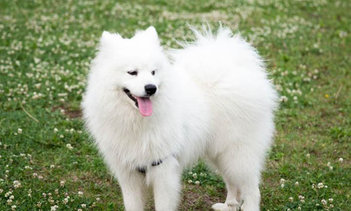 薩摩耶犬可以長到多大