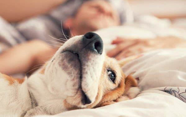 狗狗到底有沒有汗腺呢
