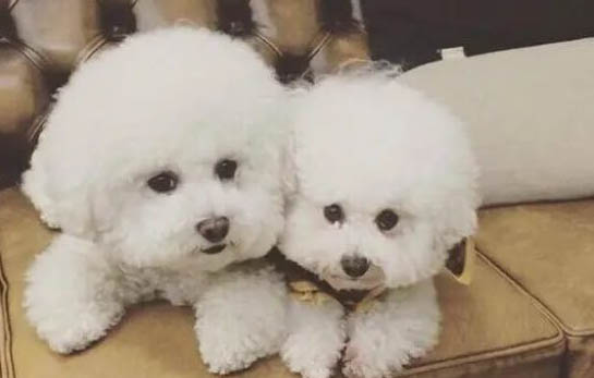 比熊犬咳嗽能吃藥嗎?