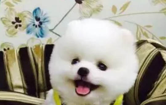 狗多久洗一次澡?