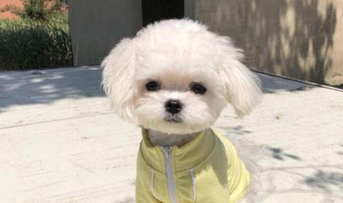 狗狗胃炎的癥狀有哪些