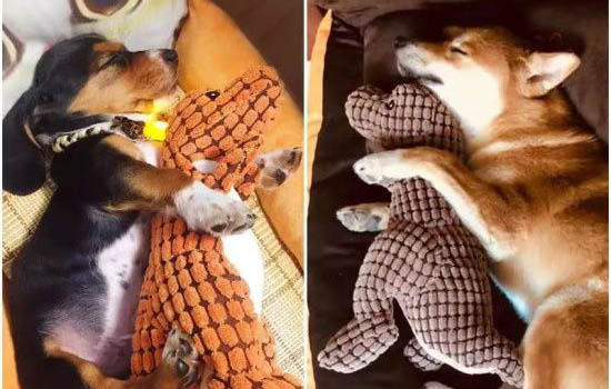 狗狗腸胃炎拉肚子吃什么藥