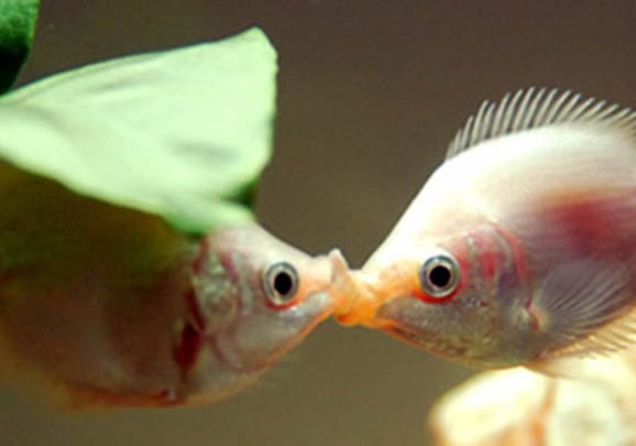 接吻魚能和什么魚混養