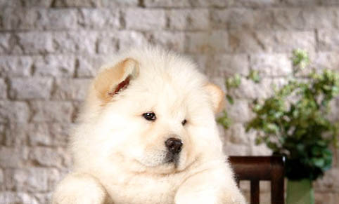 為什么松獅犬被禁養(yǎng)