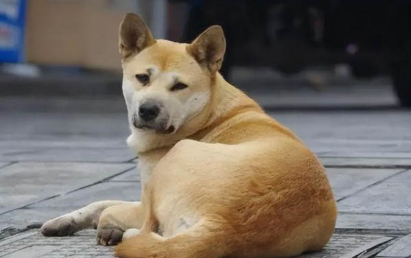 沒有狗狗沐浴露怎么辦