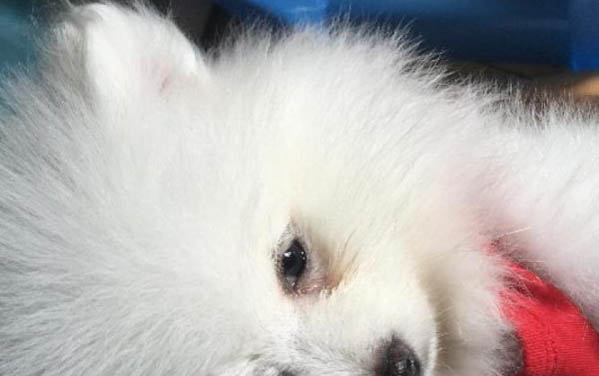 狗狗失血過多的表現(xiàn)有哪些