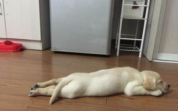 狗狗為什么怕外人碰頭部啊