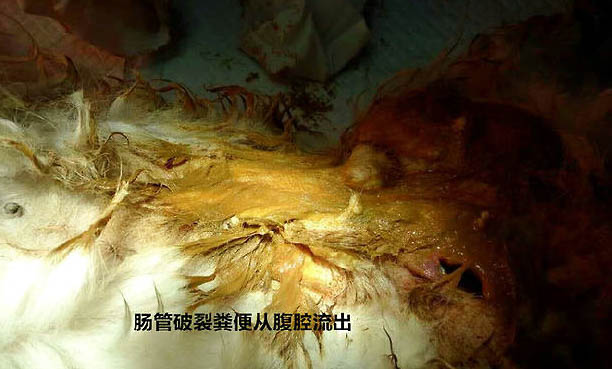 土方法給狗狗避孕靠譜嗎