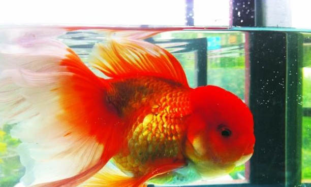 金魚會餓死嗎？