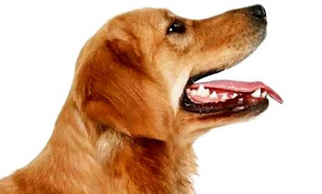 狗狗感冒和犬瘟如何區分