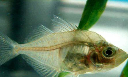 玻璃貓魚好養(yǎng)嗎?