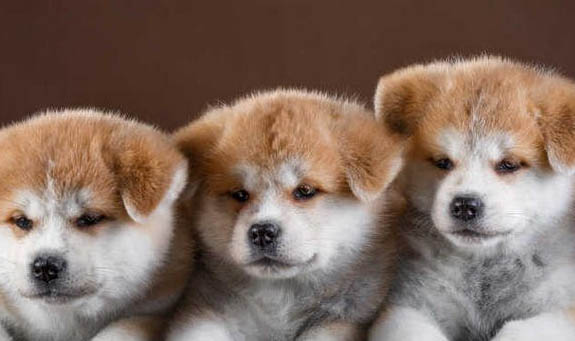 千色日系秋田犬柴犬怎么樣