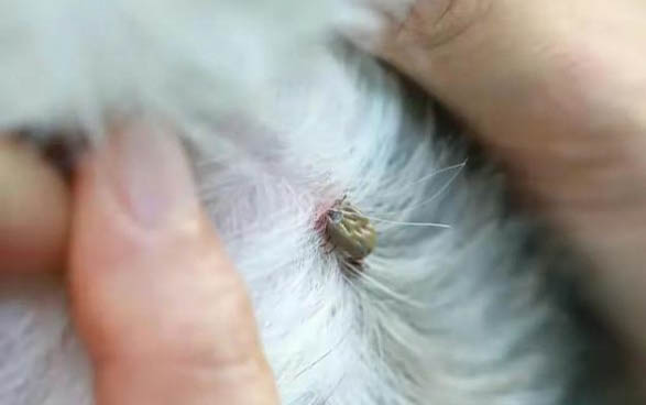 狗狗三大傳染病分別是什么