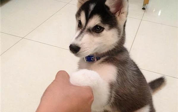 狗狗懷孕后什么時候有明顯癥狀？