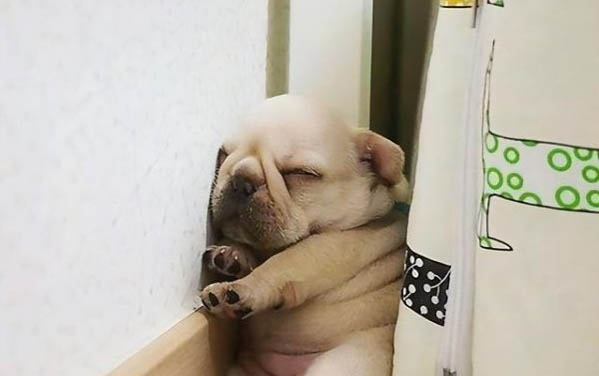 狗狗糞便偏稀可能的原因有哪些
