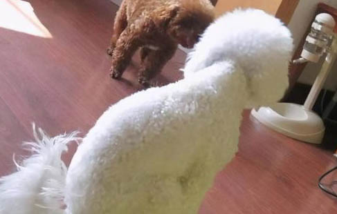 狗狗皮膚病化膿了怎么辦