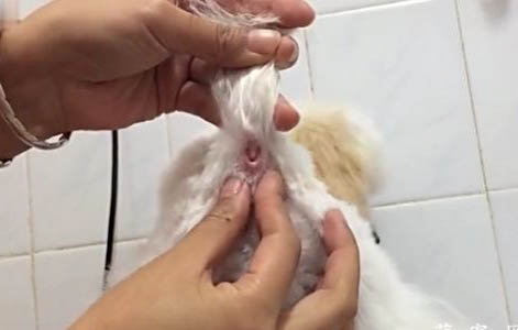 狗狗得了細小怎么辦