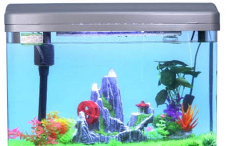 小水池養魚怎么養才不會死