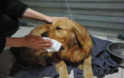 如何處理狗狗局部膿腫問題
