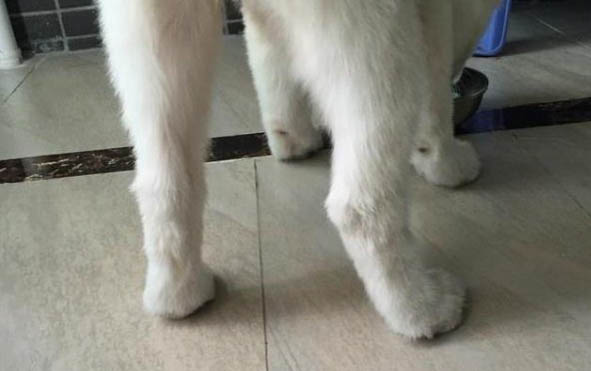 如何治療沾染螨蟲的狗狗