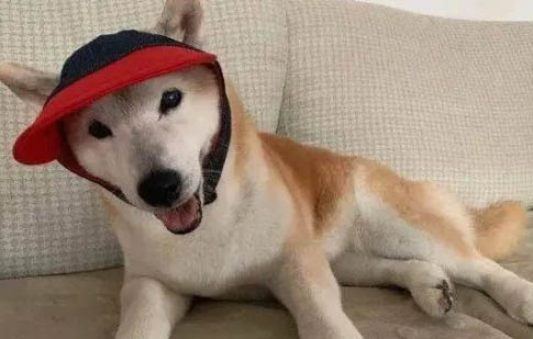 狗能吃貓罐頭嗎？
