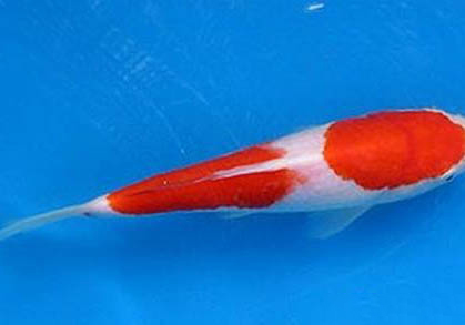 錦鯉魚跳缸有什么征兆