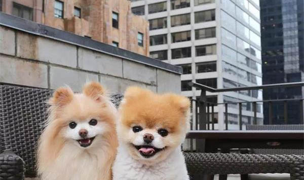 為什么狗狗剃毛不熱情的原因