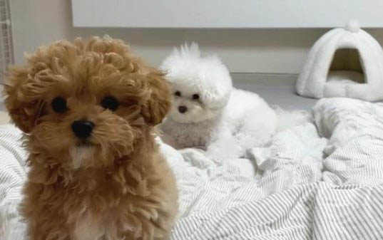 巨型泰迪犬多少錢一只