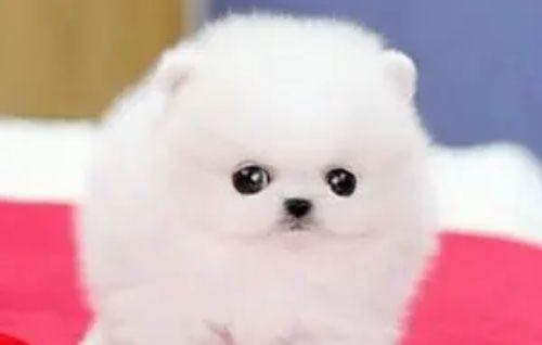 博美犬吃什么，以狗糧為主并適當(dāng)喂食營養(yǎng)保健品