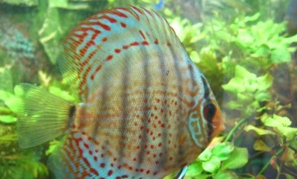 七彩神仙魚不吃食身體發黑什么原因