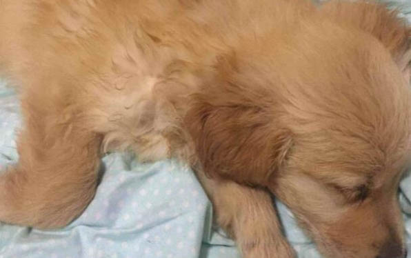 狗狗拉稀帶血還嘔吐