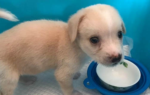 葡萄牙波登可犬一般能活多久