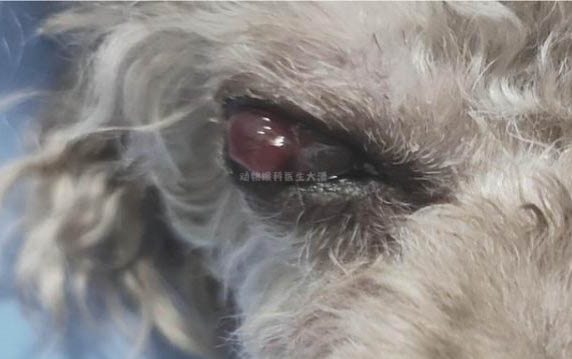犬瘟站不起來還能好嗎