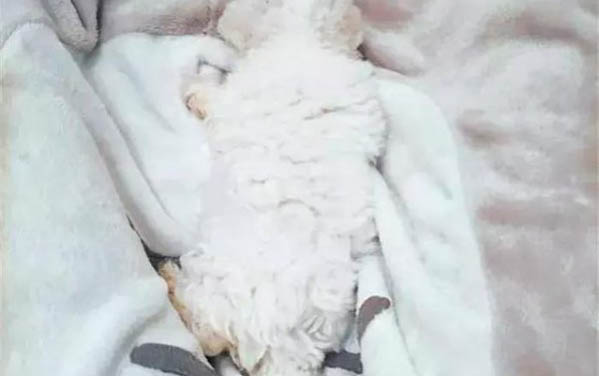 比熊為什么這么粘人啊