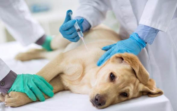 狗狗狗瘟犬瘟癥狀