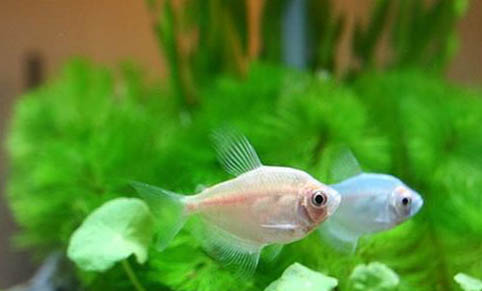 胎生魚怎么看