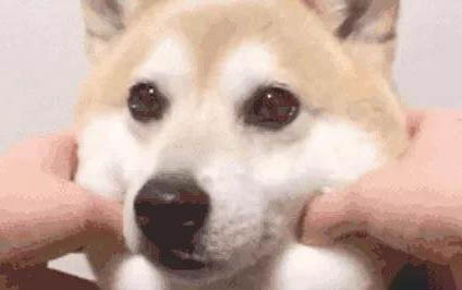 狗狗為什么經常撓癢癢