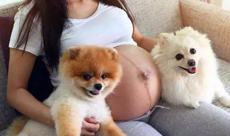 狗狗為什么會發抖，犬瘟熱會引起狗狗發抖嗎