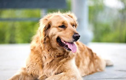 狗狗狂犬病會有哪些癥狀
