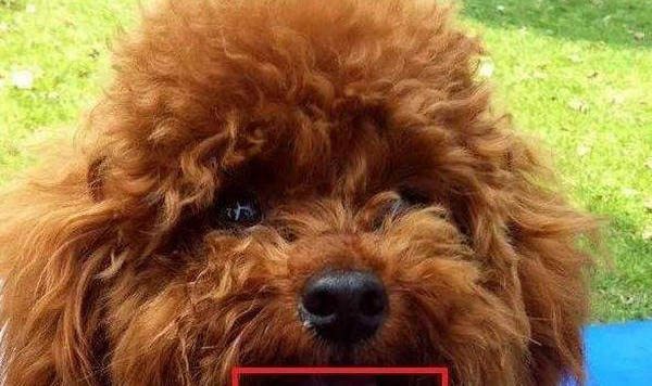 狗狗什么原因不愛喝水