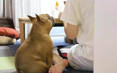 一個月的小狗洗澡注意事項
