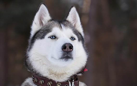 狗狗可以吃QQ糖嗎
