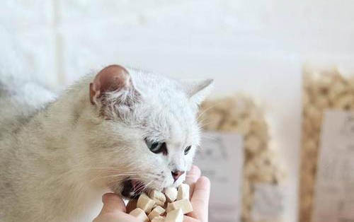 怎么給貓剪指甲剪多少