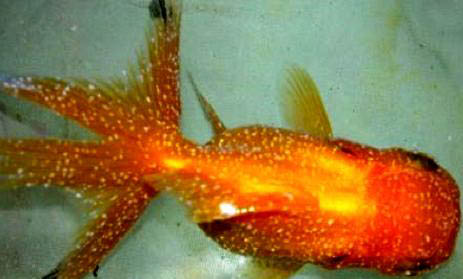金魚(yú)獅子頭爛頭還能恢復(fù)嗎