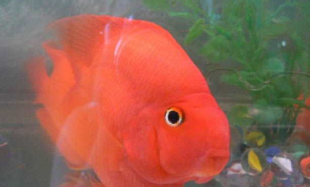 鸚鵡是國家保護動物嗎？
