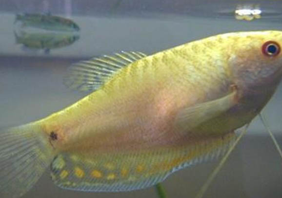龍魚多大后會掉眼