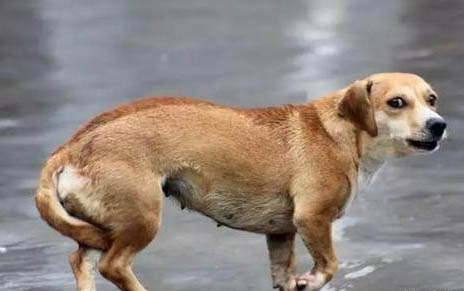狗狗一直喘氣呼吸急促