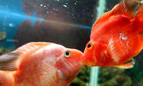紅蟲餌料適合釣什么魚
