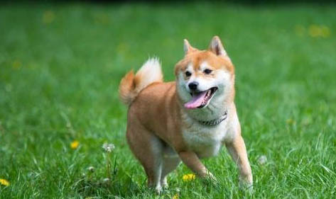 柴犬和豆柴犬有什么區(qū)別